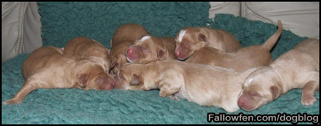 Toller puppies 17 hours old small Size Photo.