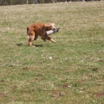Running back with the retrieve