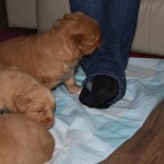 Tollers playing