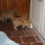 Toller puppies playing