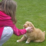 Ruby Toller pup