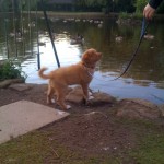 Toller puppy checking out local pond