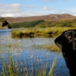 Black labrador retriever in Scotland.