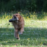 The father is a strong golden retriever with style and stamina.