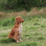 Cocker spaniel now standing at stud in Nottinghamshire.