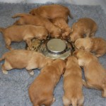 Golden retriever pups first solid feed.