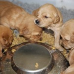 Golden retriever pups first solid feed.