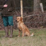 Angus - Golden Retriever Stud Dog