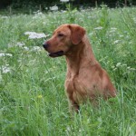 Chip - Up and coming Fox Red Labrdor stud dog.