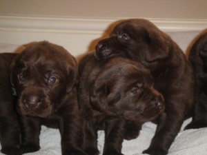 Chocolate labrador puppies.