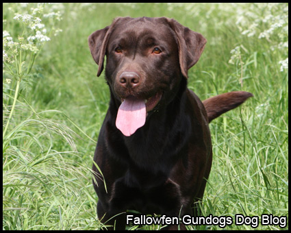Casper Fallowfen Gundogs new Chocolate labrador Stud Dog