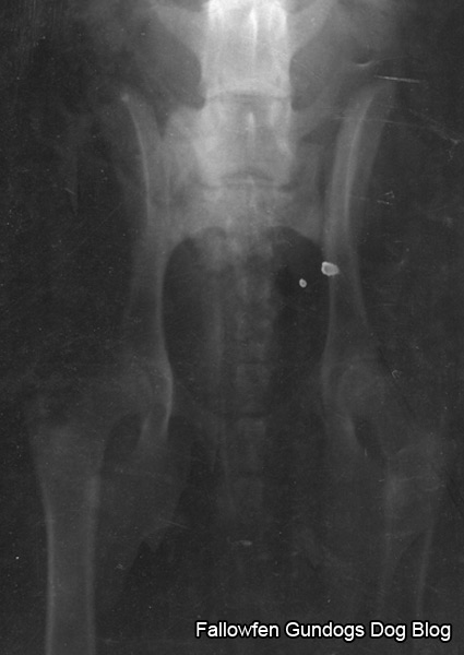 Xray of a dogs hips