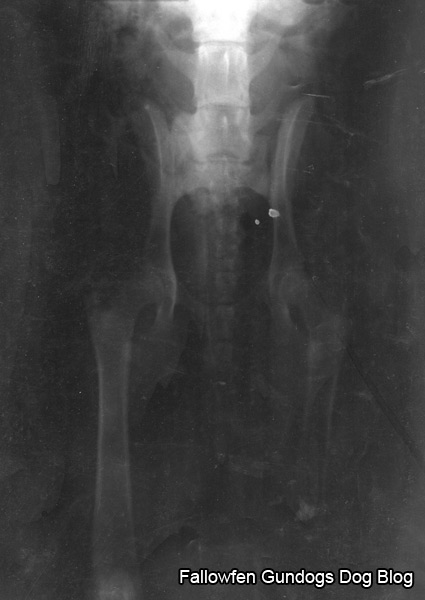 Xray of a dogs hips